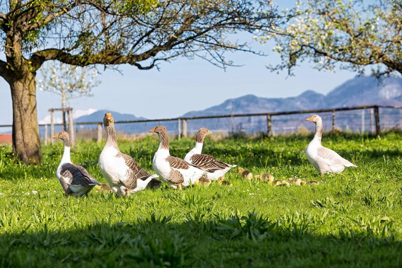 Zaisslhausl Hof Ferienwohnungen Übersee Εξωτερικό φωτογραφία